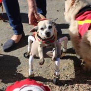 Roo Meade Canine Rescue Sanctuary